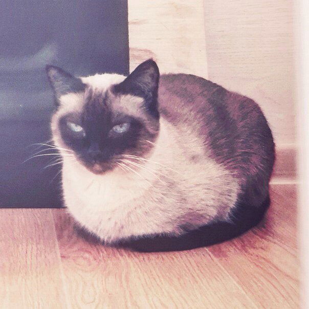 Наталія Борисенко