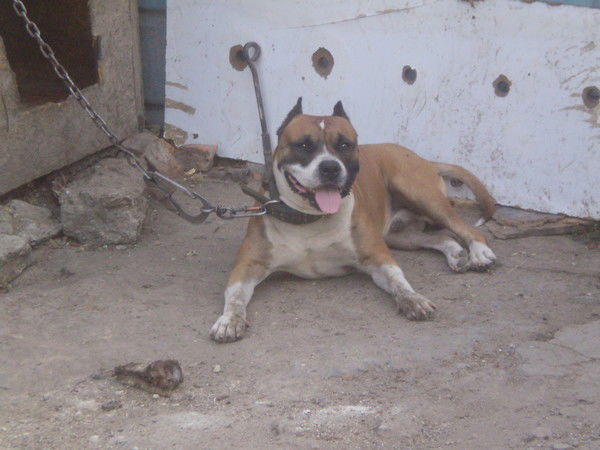 Наиль Адигамов