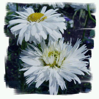 Анна Широковская