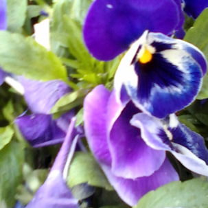 Ирина Залесская