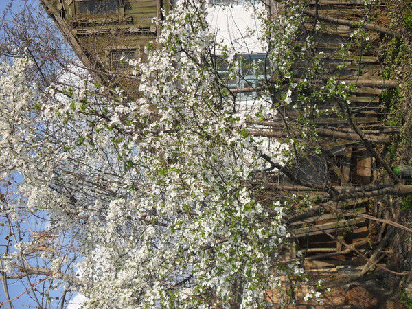 Светлана Постельняк