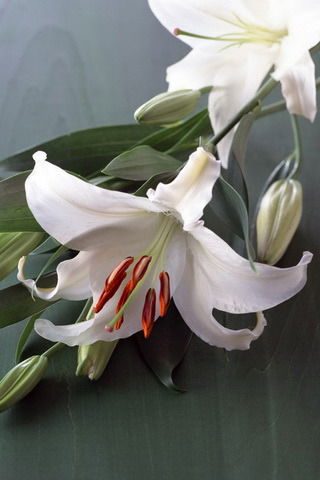 Лилия Морева