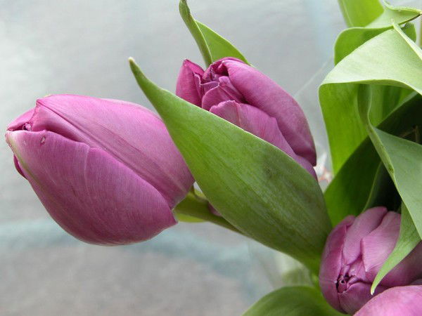 Татьяна Бушуева