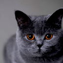Девушка Кошка