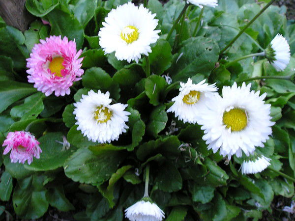 Николай Толокнов