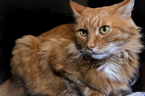 Татьяна Жаворонкова