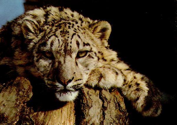 Володя Смирнов