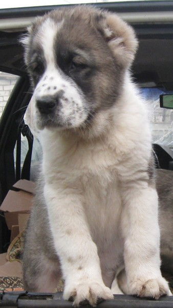 Наталья Терновая