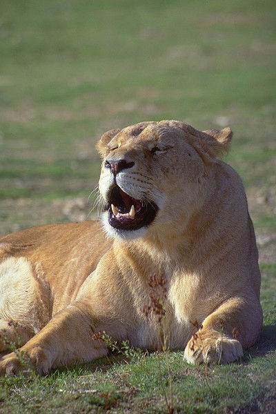 Оксана Горнус