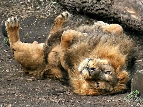 Игорь Сапрыкин