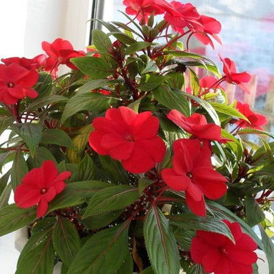 Лиза Чайкина