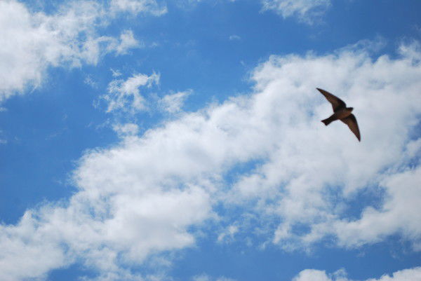 Айниса Сулейманова