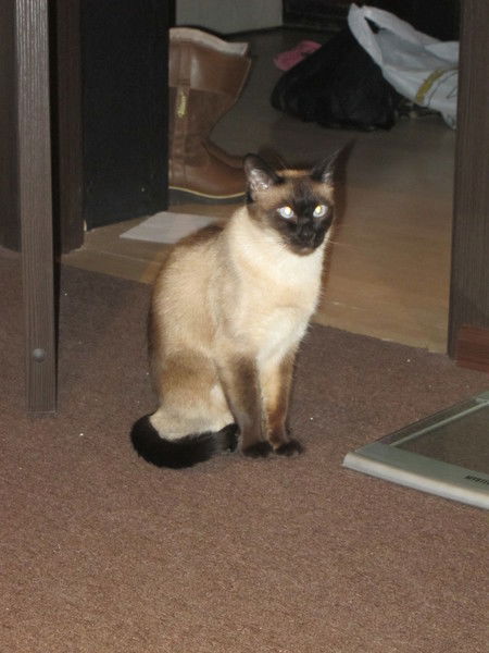 Рома Семенов