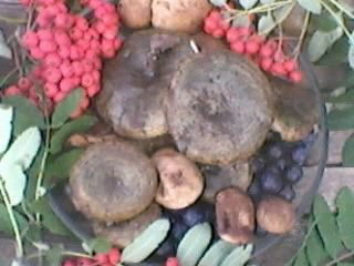 Елена Рябышева