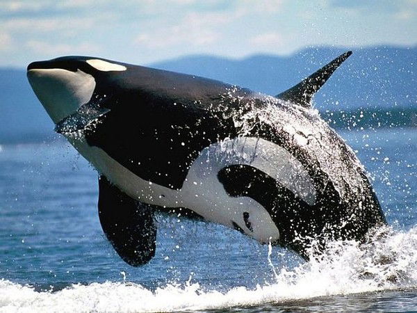 Михаил Теленков