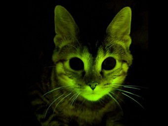 Роберт Ковров