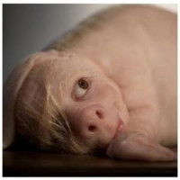 Сергей Мельников