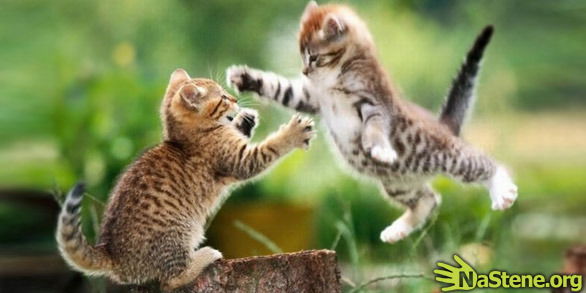 Наталия Бровкина