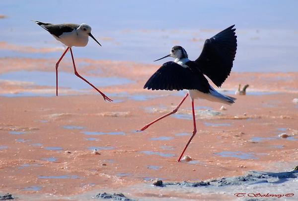 Фатима Альжанова