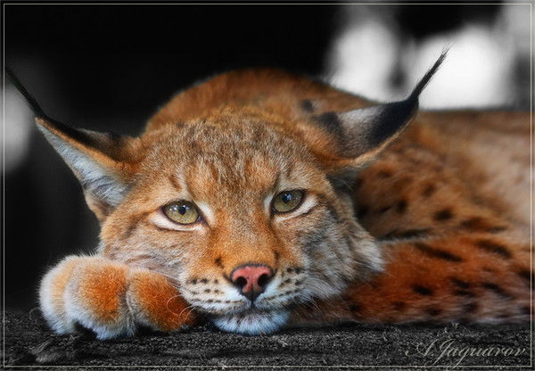 Наталья Ильина