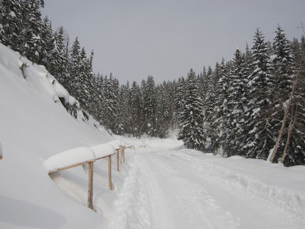 Любовь Осина