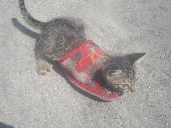 @ся Карачева