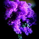 (***) N M (***)
