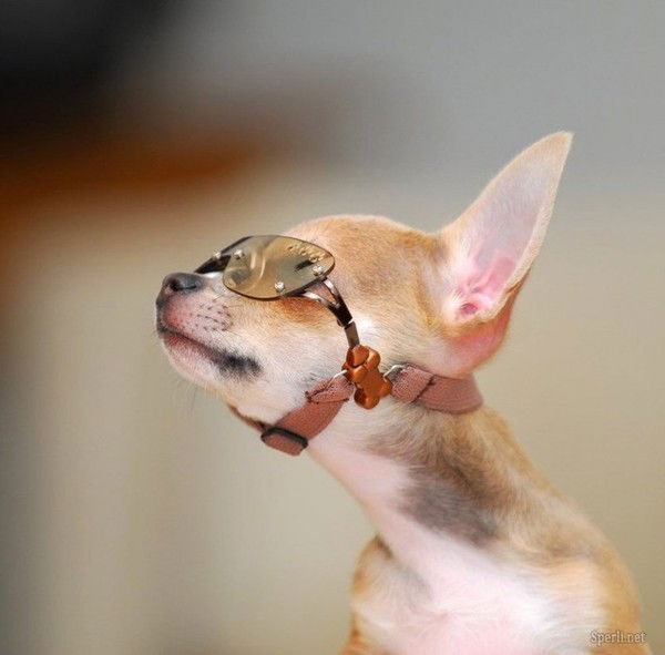 Наташа Камушек