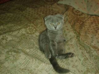 Сергей Дощинский