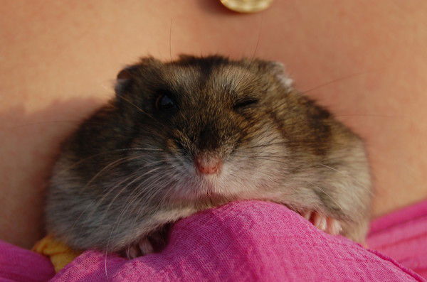 Даниил Абрамов