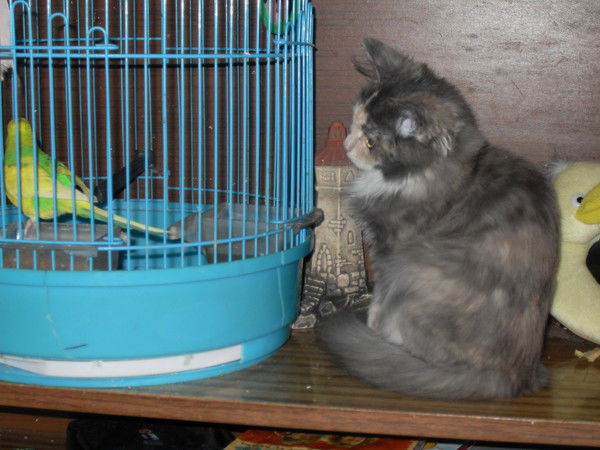 Юлия Елисеева