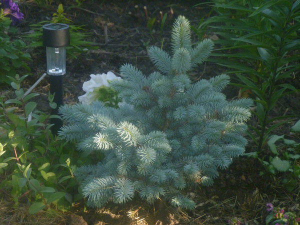 Ольга Баранова