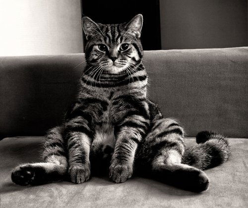 Елена Петрова