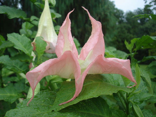 Валентина Бурыгина