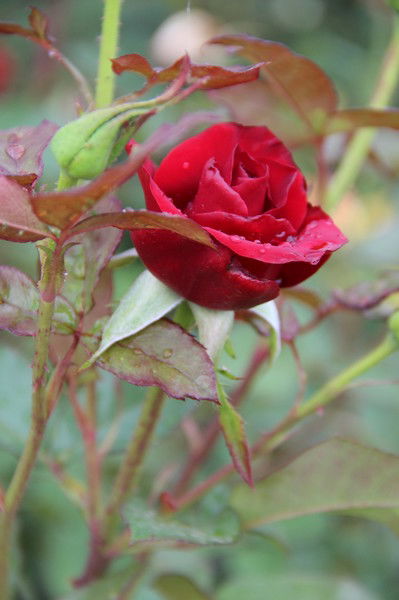 Люда Игнотенко