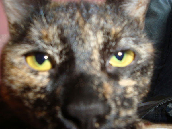 Котяра Кошкин