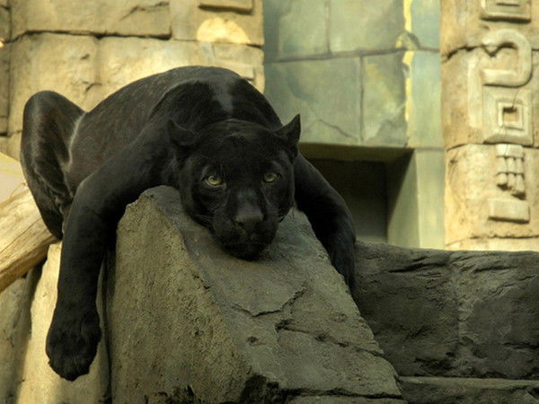 Цвет Семицвет