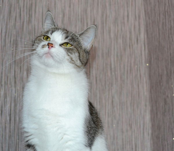 Анастасия Головкина