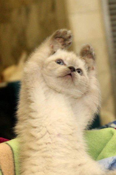 *твой Окда? :d