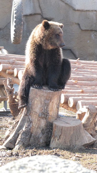 Владимир Шкуренков