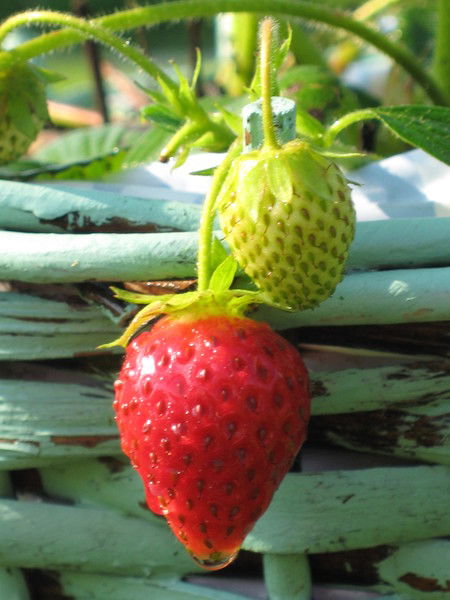 Ольга Шкляренко