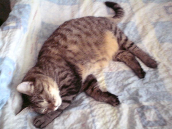 Константин Причисленко