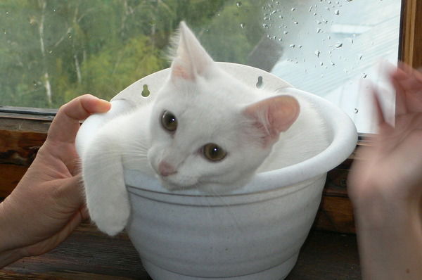 Артём Абаимов