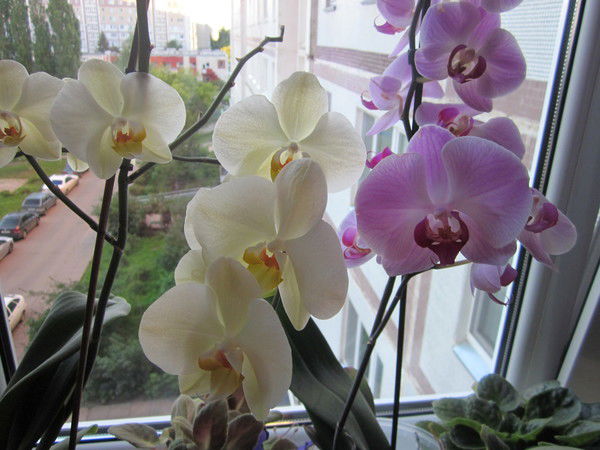 Лариса Михайловская