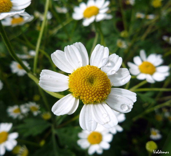 Татьяна Фролова