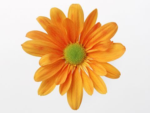 Лейла Сеитова