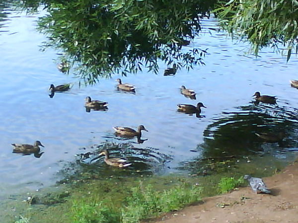 Ольга Калюта