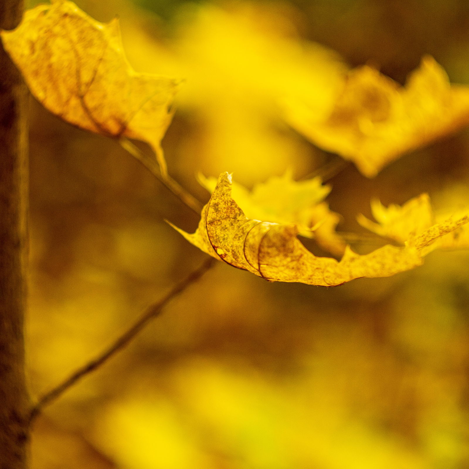 Владимир Медведев