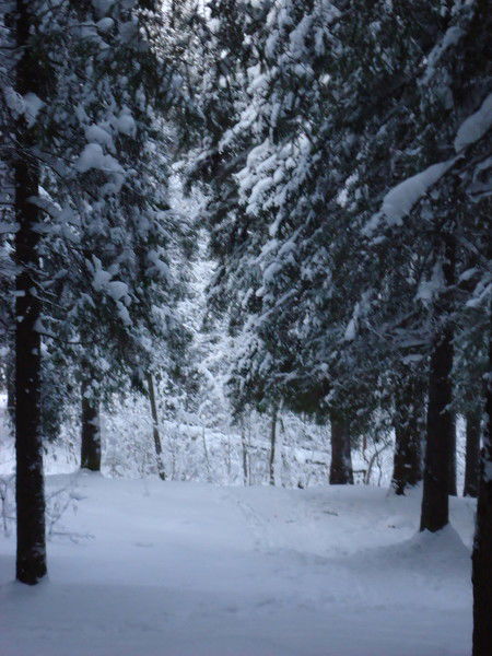 Светлана Тафинцева