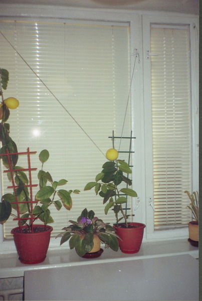 Инесса Мухина